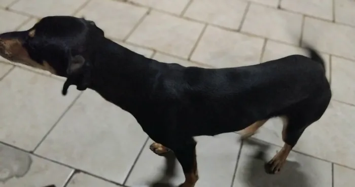 Cachorro raça SRD-ViraLata idade 2 a 6 meses nome Mel