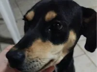 Cachorro raça SRD-ViraLata idade 2 a 6 meses nome Mel
