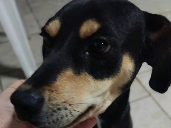 Cachorro raça SRD-ViraLata idade 2 a 6 meses nome Mel
