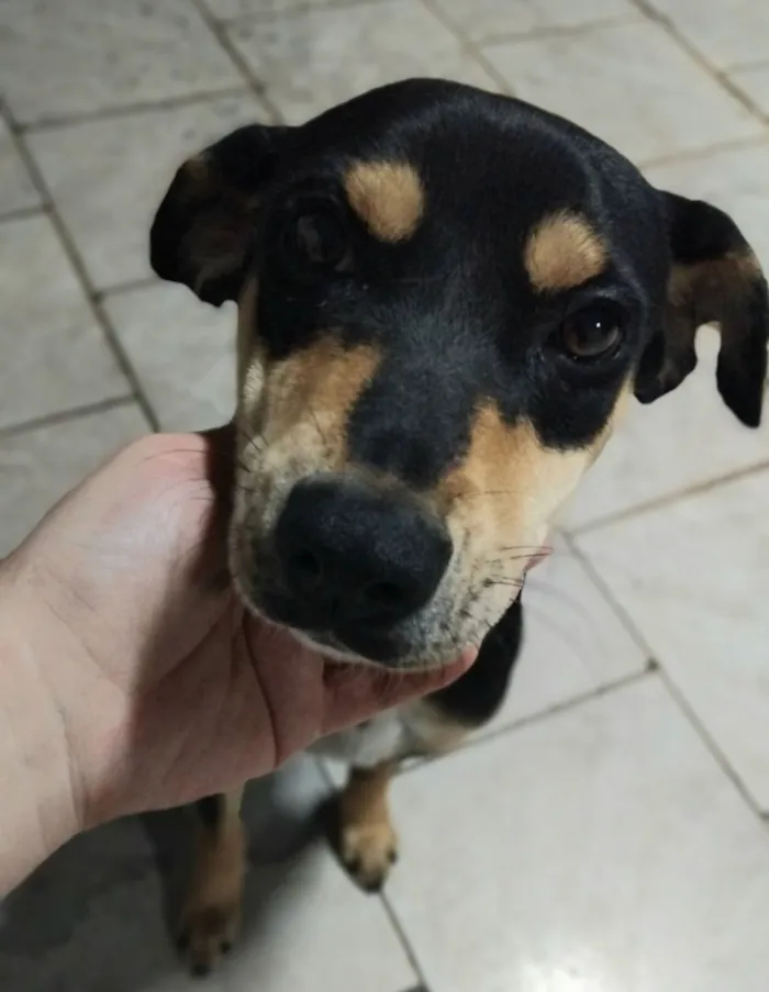 Cachorro raça SRD-ViraLata idade 2 a 6 meses nome Mel