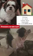 Cachorro raça Lhasa Apso idade 6 ou mais anos nome Pitter