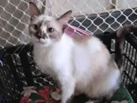 Gato raça SRD-ViraLata idade 1 ano nome Tina