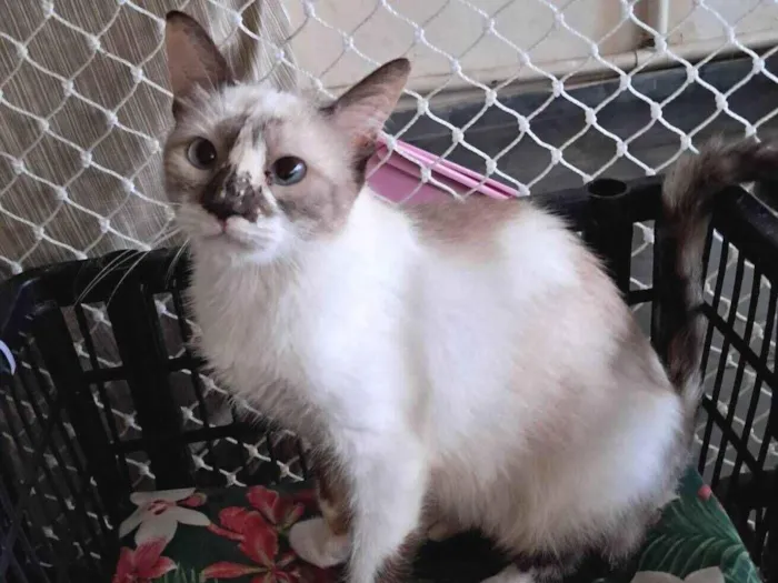 Gato raça SRD-ViraLata idade 1 ano nome Tina