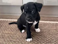 Cachorro raça SRD-ViraLata idade Abaixo de 2 meses nome ainda sem nome 