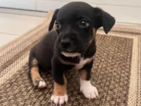 Cachorro raça SRD-ViraLata idade Abaixo de 2 meses nome sem nome 