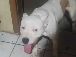 Cachorro raça Pit-Bull idade 2 anos nome Thor