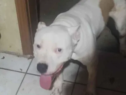 Cachorro raça Pit-Bull idade 2 anos nome Thor