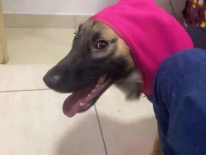 Cachorro raça SRD-ViraLata idade 1 ano nome Lua