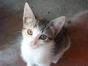 Gato raça SRD-ViraLata idade 2 a 6 meses nome Héstia