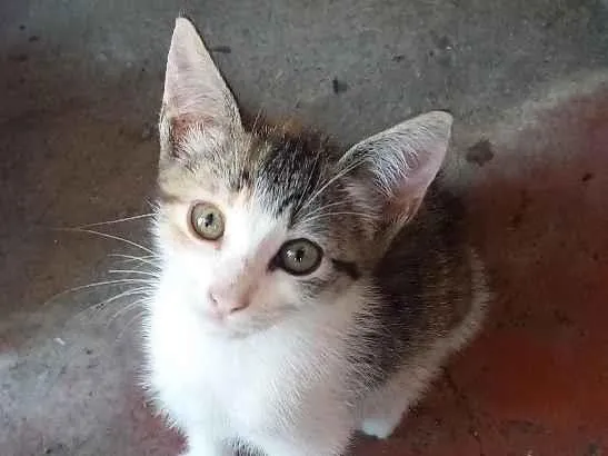 Gato raça SRD-ViraLata idade 2 a 6 meses nome Héstia