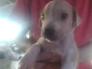 Cachorro raça SRD-ViraLata idade Abaixo de 2 meses nome Caramelo