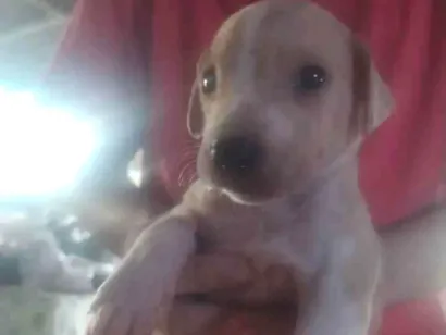 Cachorro raça SRD-ViraLata idade Abaixo de 2 meses nome Caramelo