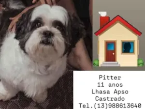 Cachorro raça Lhasa Apso idade 6 ou mais anos nome Pitter