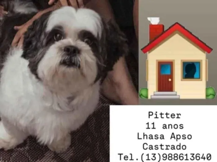 Cachorro raça Lhasa Apso idade 6 ou mais anos nome Pitter