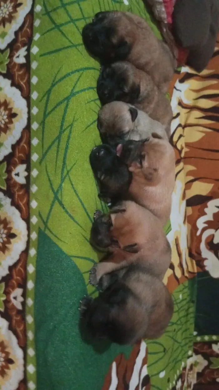 Cachorro raça Chow Chow idade 2 a 6 meses nome Zeus 