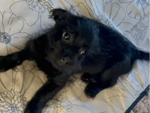 Cachorro raça SRD-ViraLata idade 2 a 6 meses nome Amora 