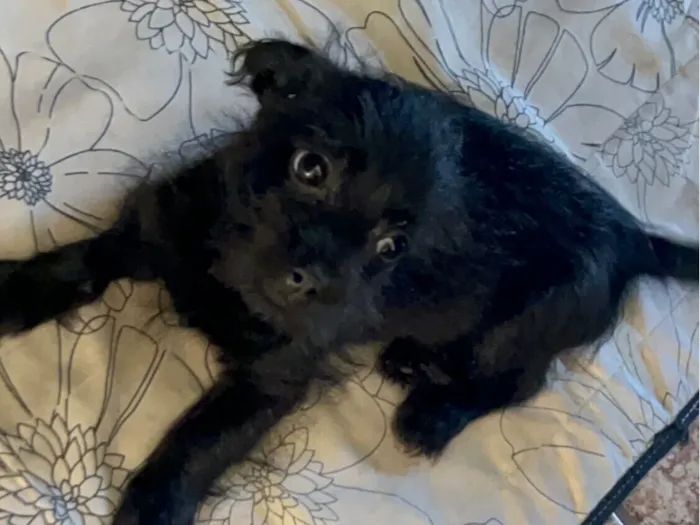 Cachorro raça SRD-ViraLata idade 2 a 6 meses nome Amora 