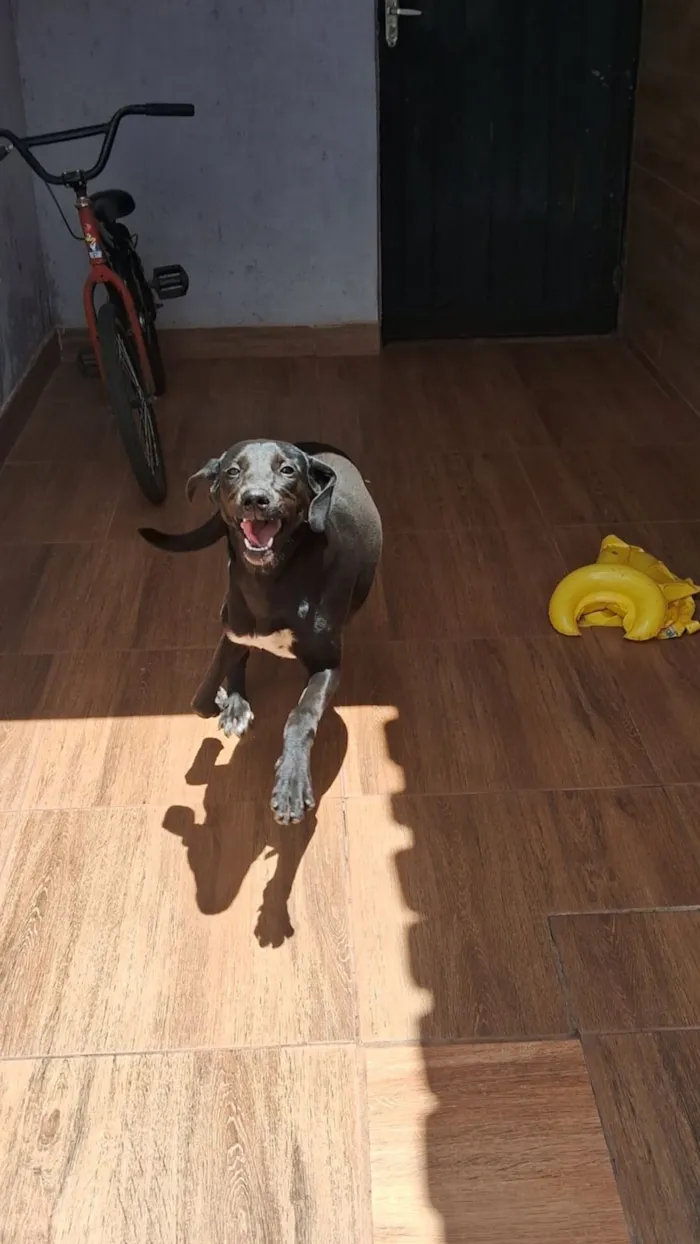 Cachorro raça SRD-ViraLata idade 2 anos nome Meduza 