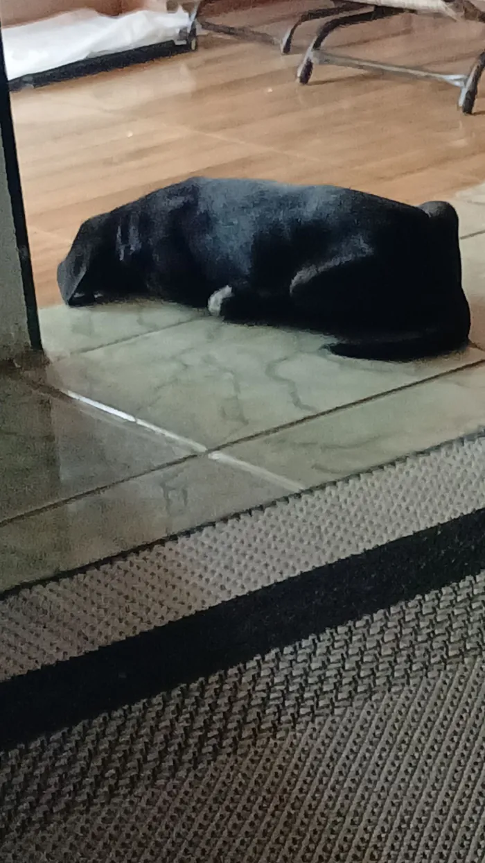 Cachorro raça SRD-ViraLata idade 2 anos nome Meduza 