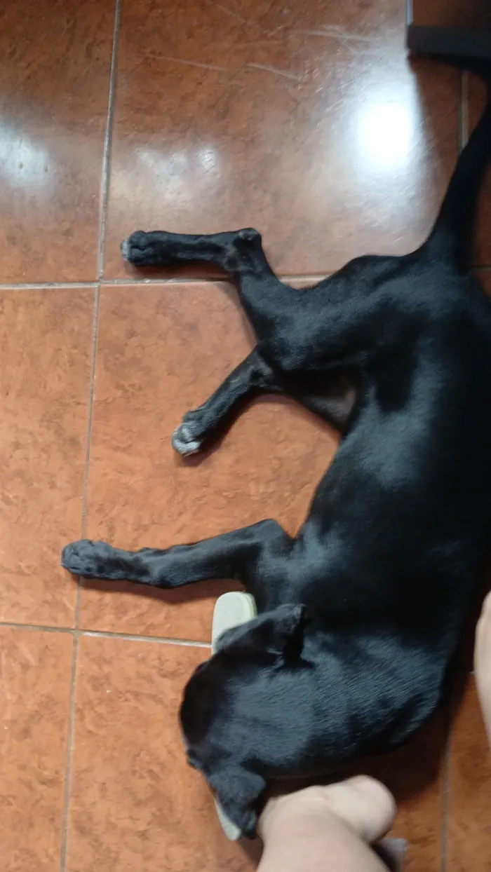 Cachorro raça SRD-ViraLata idade 2 anos nome Meduza 