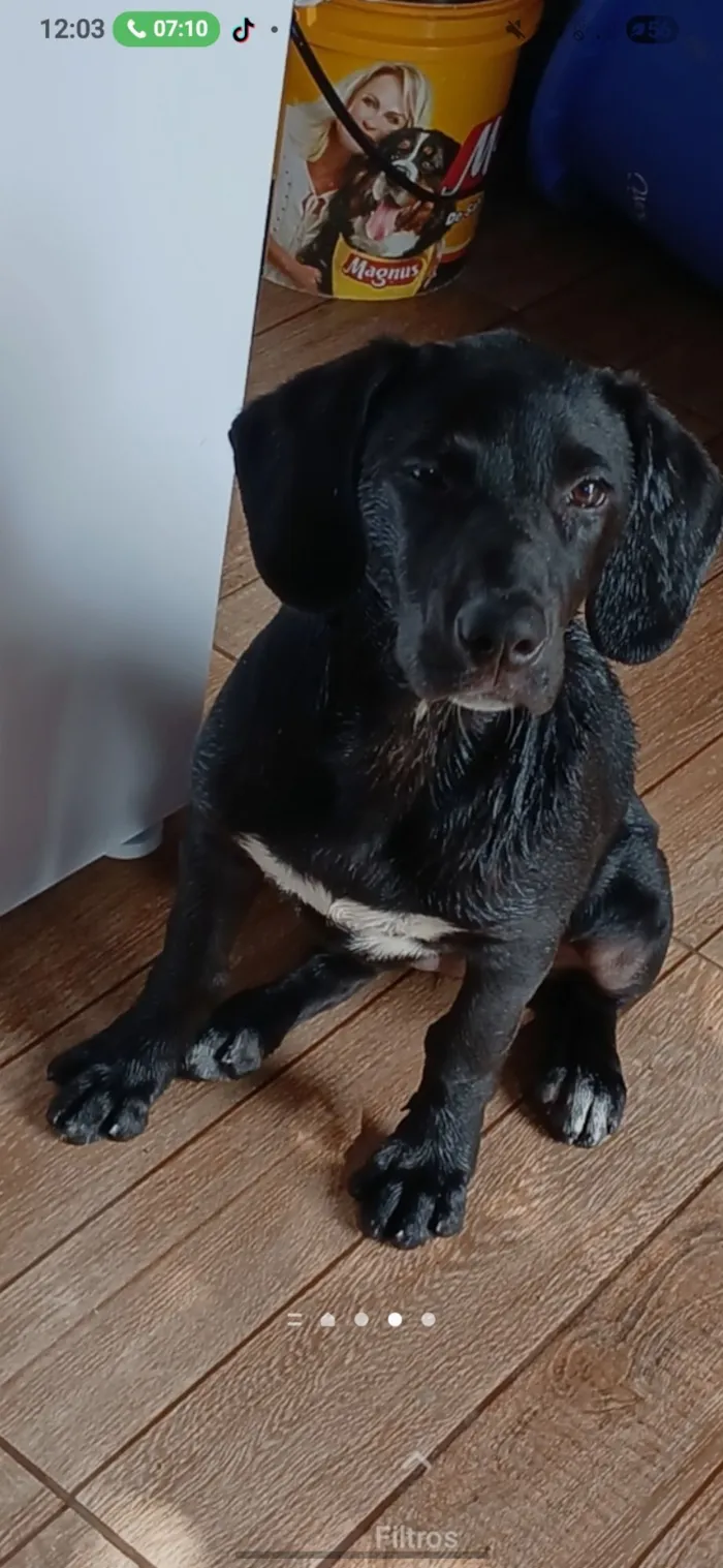 Cachorro raça SRD-ViraLata idade 2 anos nome Meduza 