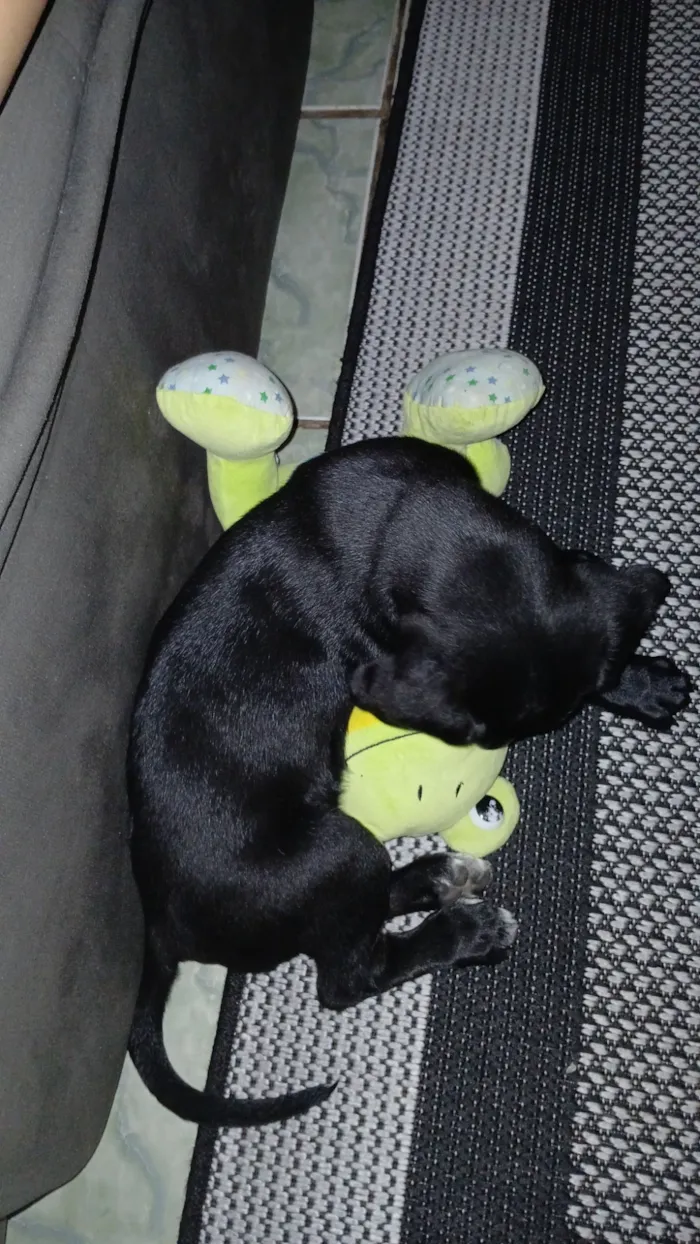 Cachorro raça SRD-ViraLata idade 2 anos nome Meduza 