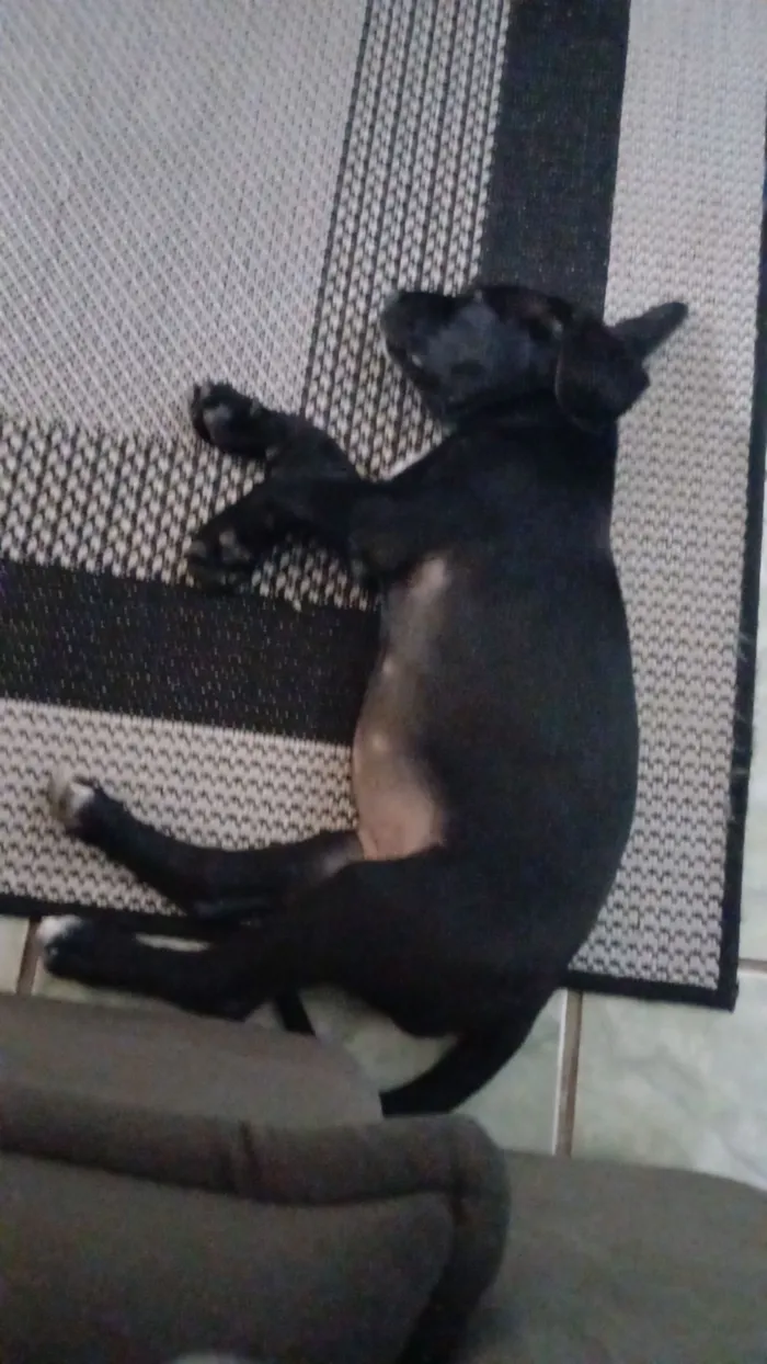 Cachorro raça SRD-ViraLata idade 2 anos nome Meduza 