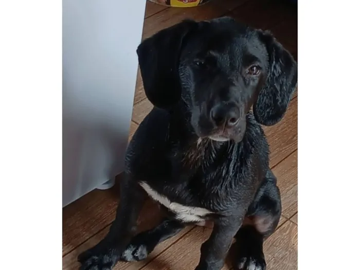 Cachorro raça SRD-ViraLata idade 2 anos nome Meduza 