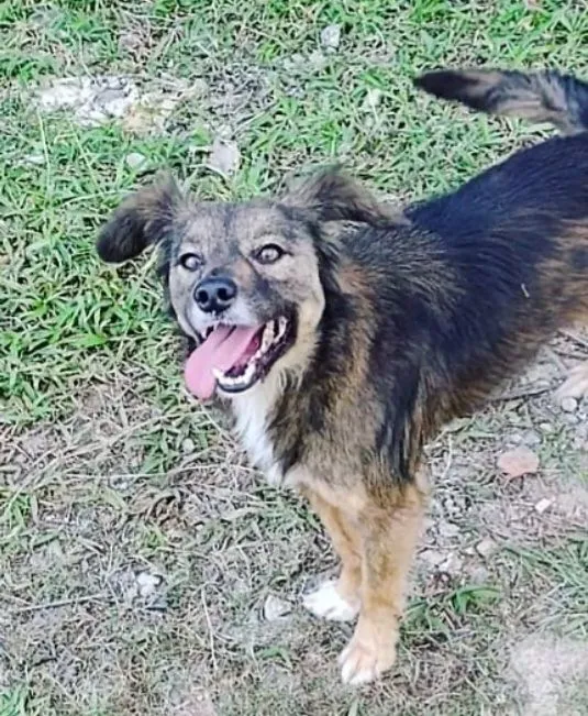 Cachorro raça SRD-ViraLata idade 6 ou mais anos nome Malú