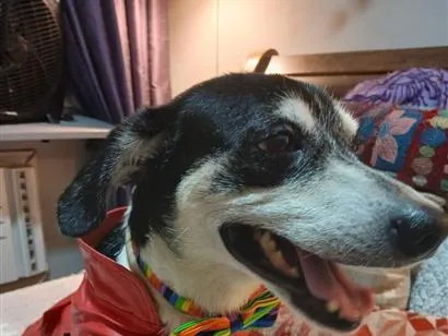 Cachorro raça SRD-ViraLata idade 2 anos nome Fred