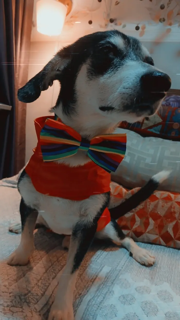 Cachorro raça SRD-ViraLata idade 2 anos nome Fred