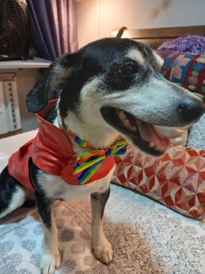 Cachorro raça SRD-ViraLata idade 2 anos nome Fred