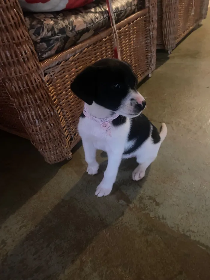 Cachorro raça SRD-ViraLata idade Abaixo de 2 meses nome Lua