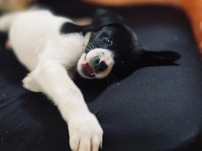 Cachorro raça SRD-ViraLata idade Abaixo de 2 meses nome Lua