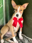 Cachorro raça SRD-ViraLata idade 2 a 6 meses nome Luna
