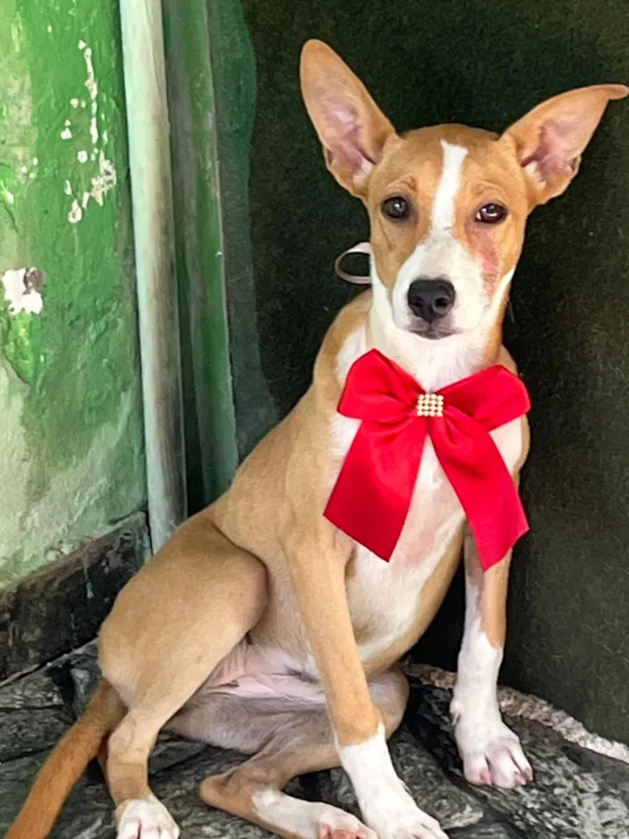 Cachorro raça SRD-ViraLata idade 2 a 6 meses nome Luna