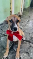 Cachorro raça SRD-ViraLata idade 2 a 6 meses nome Luna