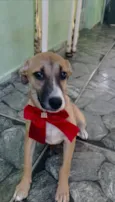 Cachorro raça SRD-ViraLata idade 2 a 6 meses nome Luna
