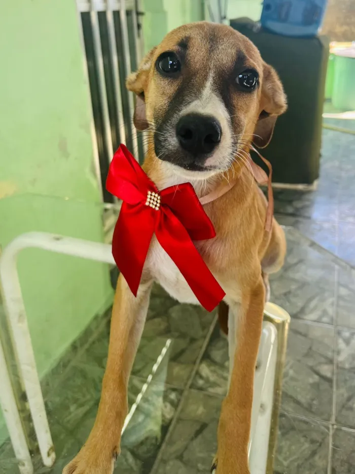 Cachorro raça SRD-ViraLata idade 2 a 6 meses nome Luna