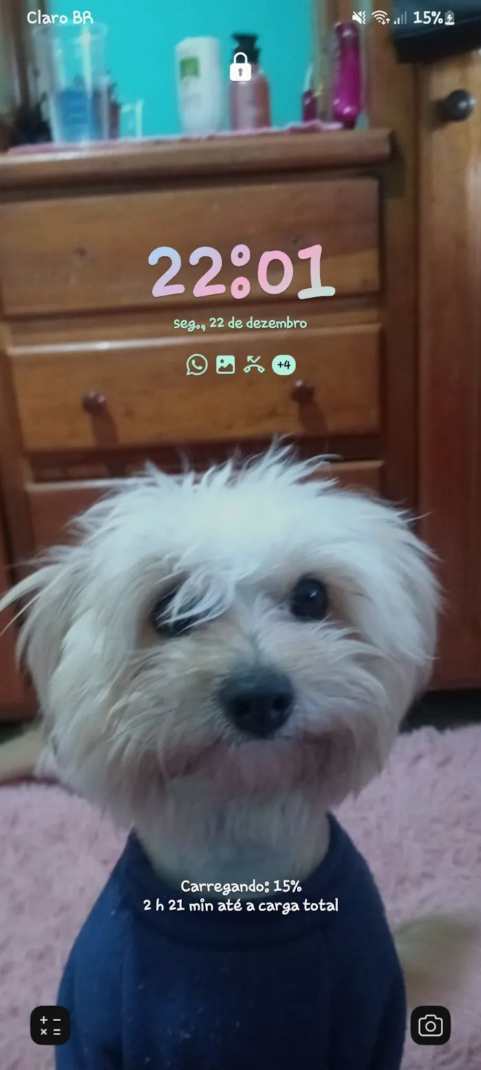 Cachorro raça SRD-ViraLata idade 7 a 11 meses nome Maia