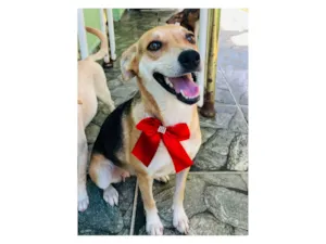 Cachorro raça SRD-ViraLata idade 1 ano nome Leona 