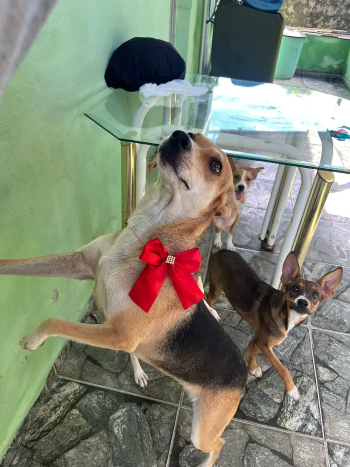 Cachorro raça SRD-ViraLata idade 1 ano nome Leona 