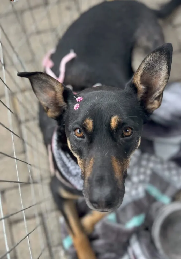 Cachorro raça SRD-ViraLata idade 2 anos nome Nichele