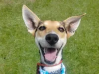 Cachorro raça SRD-ViraLata idade 1 ano nome Espoleta