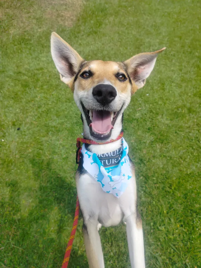 Cachorro raça SRD-ViraLata idade 1 ano nome Espoleta