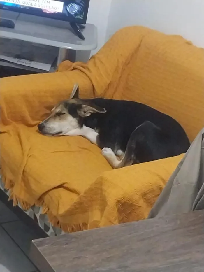Cachorro raça SRD-ViraLata idade 1 ano nome Espoleta