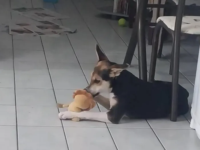 Cachorro raça SRD-ViraLata idade 1 ano nome Espoleta