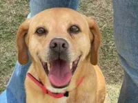 Cachorro raça SRD-ViraLata idade 5 anos nome Caramelo