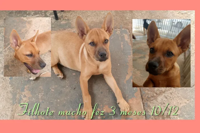 Cachorro raça SRD-ViraLata idade 2 a 6 meses nome Ainda sem nome 