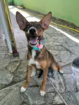 Cachorro raça SRD-ViraLata idade 2 a 6 meses nome Meg